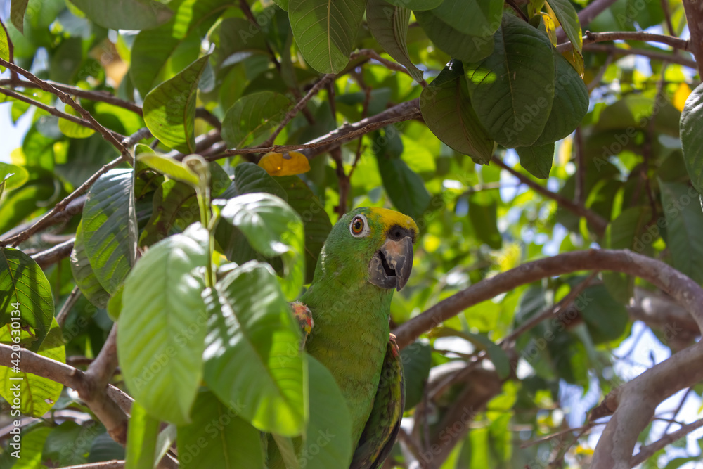 Fototapeta premium squirrel on a tree