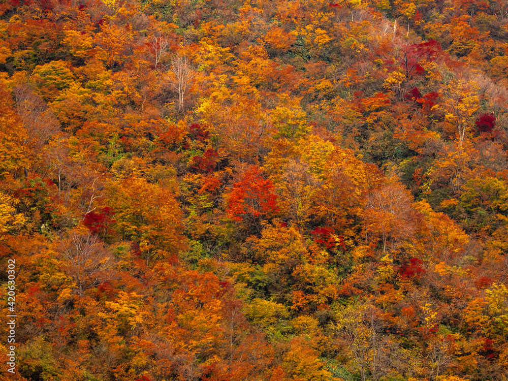 autumn leaves background