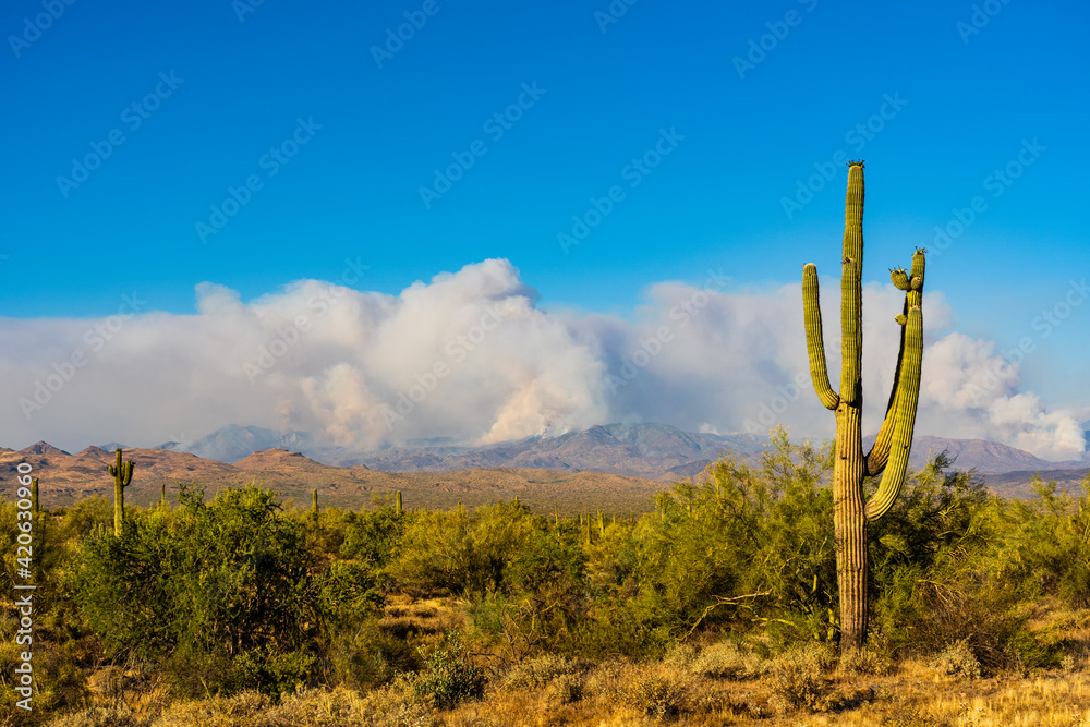 Smoke Billows from a Wildfire in the Arizona Desert Smoke Billows from a Wildfire in the Arizona Desert