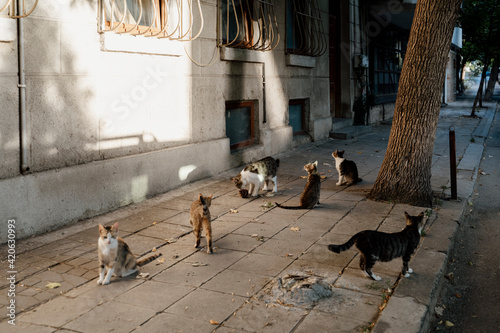 Group of stray cats in street during daytime waiting for food photo