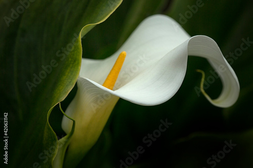 USA, Pennsylvania. Calla lily close-up. photo