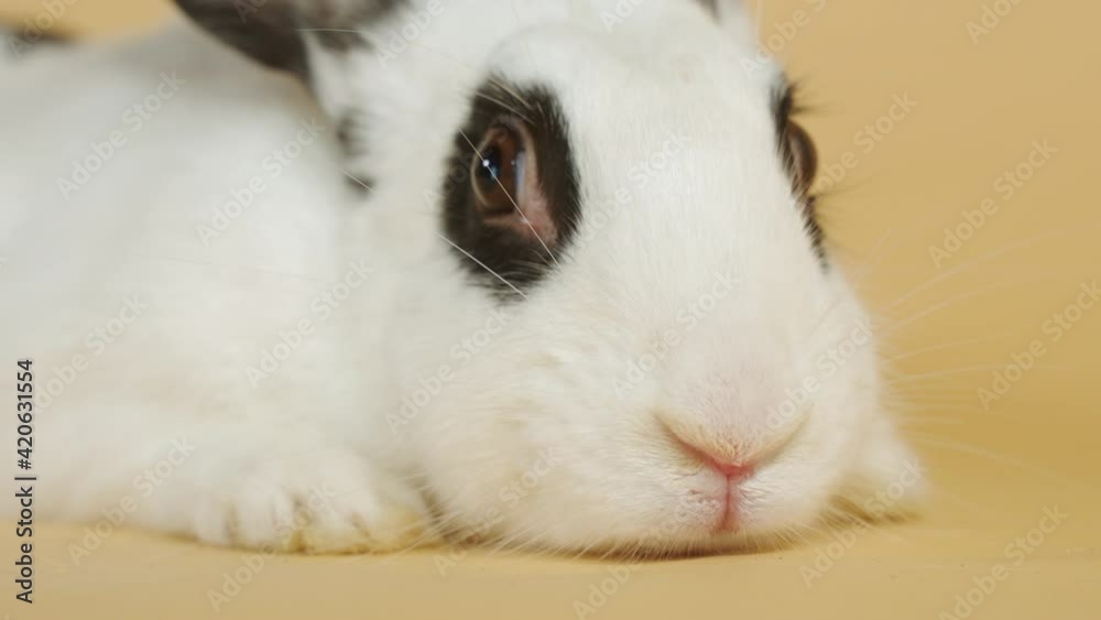 Head on White Bunny Rabbit with wiggly snout crouched on backdrop - Close up portrait shot