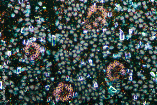 blackberry lily root plant cells micrograph photo