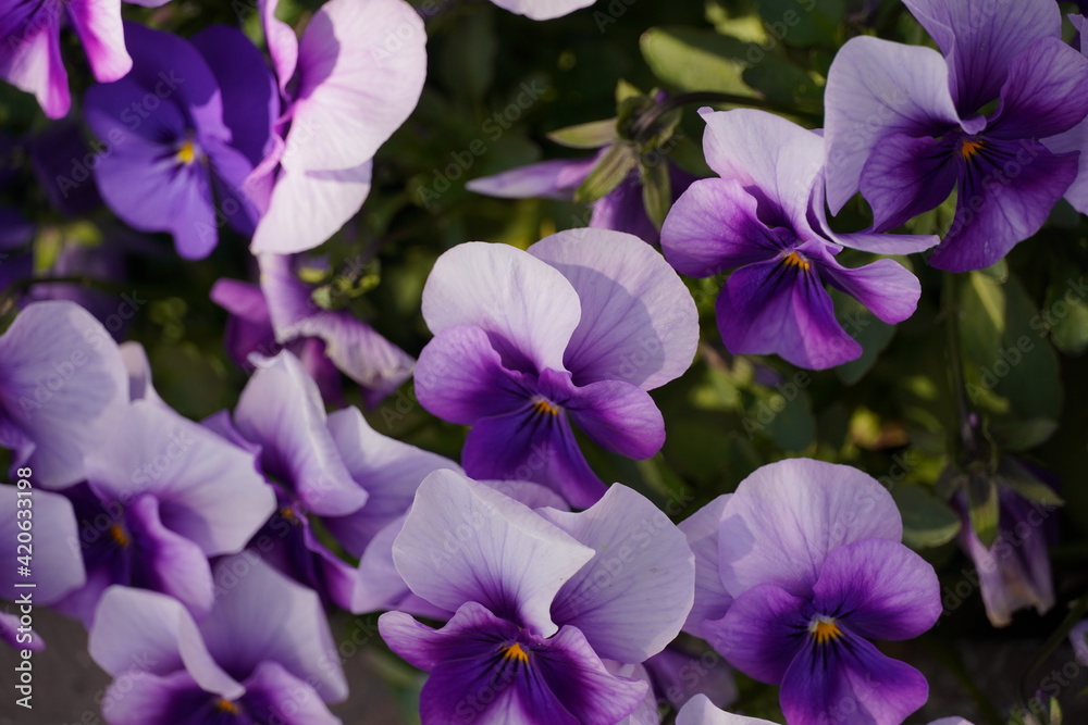 春先にきれいに咲いた紫パンジー