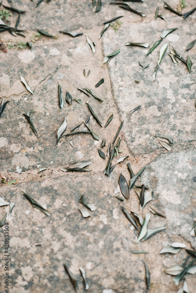 Leaf confetti on the ground Leaf confetti on the ground