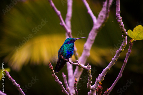 bee eater perched on a branch