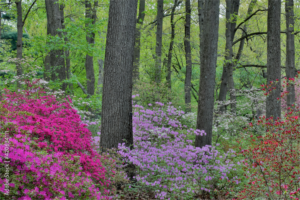 Azaleas in bloom, Jenkins Arboretum and Garden, Devon, Pennsylvania. Azaleas in bloom, Jenkins Arboretum and Garden, Devon, Pennsylvania.