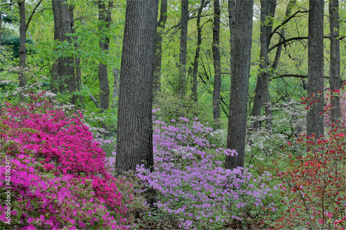 Fototapeta Naklejka Na Ścianę i Meble -  Azaleas in bloom, Jenkins Arboretum and Garden, Devon, Pennsylvania.