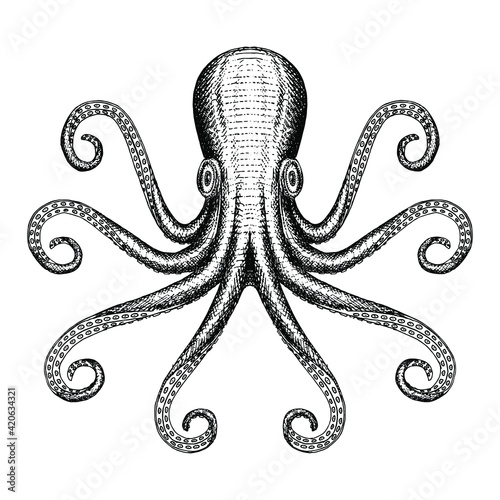 Hand drawn octopus sea monster illustration.