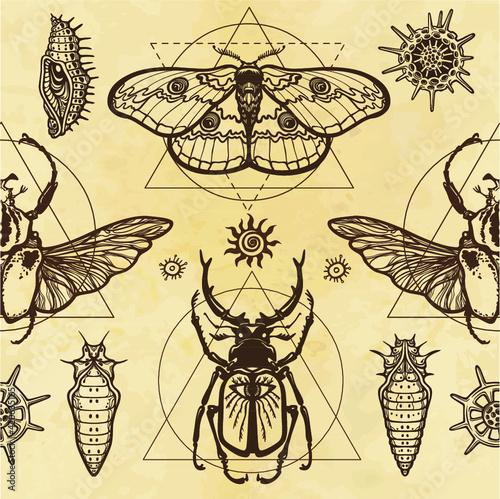 Seamless color pattern: image of a butterfly, larva, bug Goliath, horned bug, sacred geometry.  A background - imitation of old paper. Vector illustration.