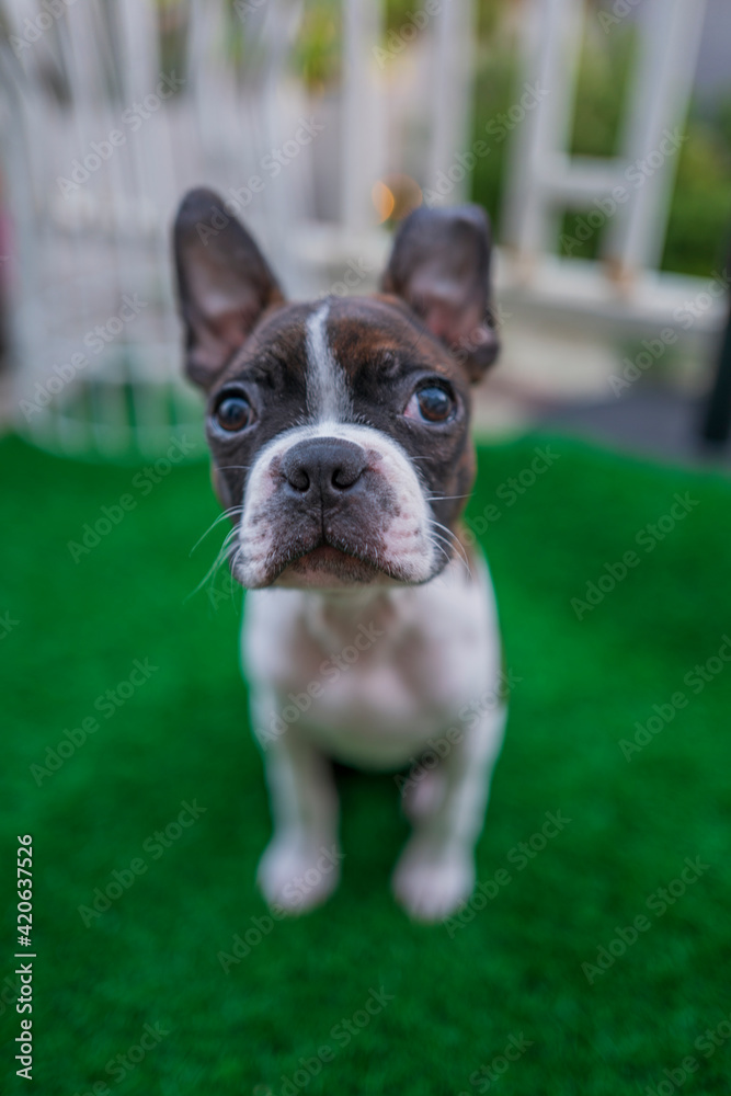 Boston terrier puppy sitting on grass outside looking forward with head in focus.