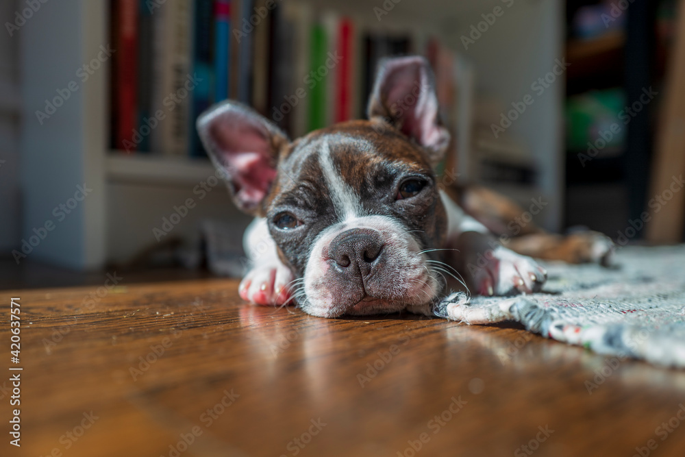 Boston Terrier puppy resting on a hardwood floor with some books behind him.