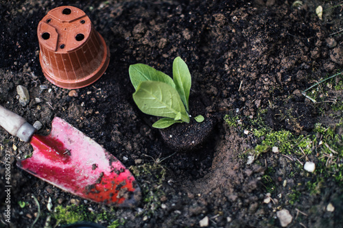 Planting Nicotiana tiny plant in the ground in flowerbed