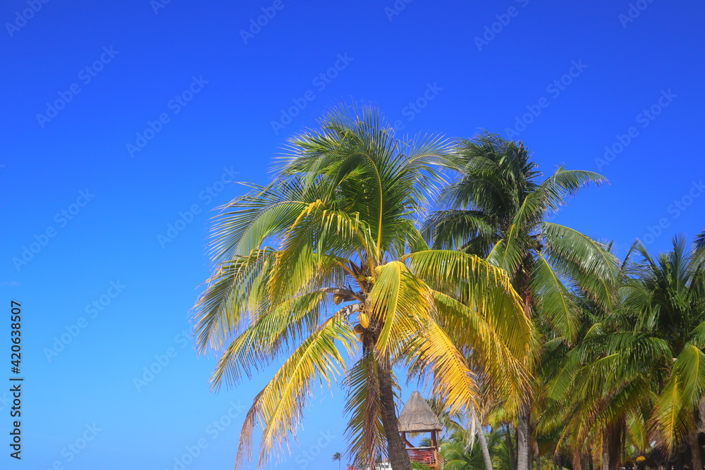 Palmtree with beautiful blue sky