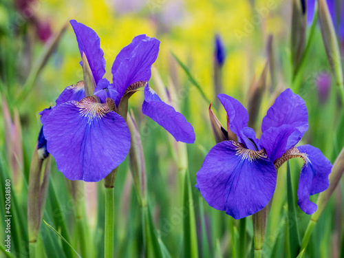 Close-up of purple iris flowers blooming outdoors.