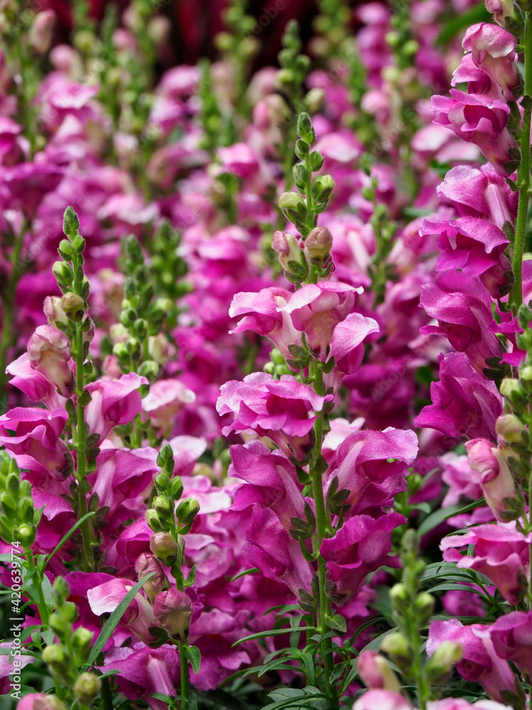 Fototapeta premium Pink foxglove blossoms.