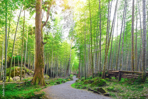 An elegant path through the beautiful bamboo forest the scenery of Xitou Nature Education Area of Nantou County  Taiwan