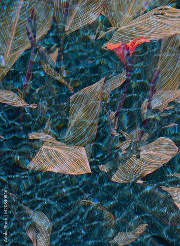 Water Leaves photo