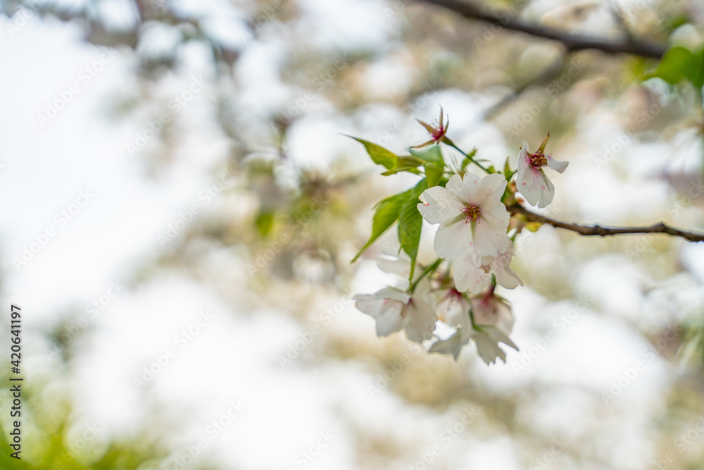Close view of white and pink peach blossoms in spring time. Close view of white and pink peach blossoms in spring time.