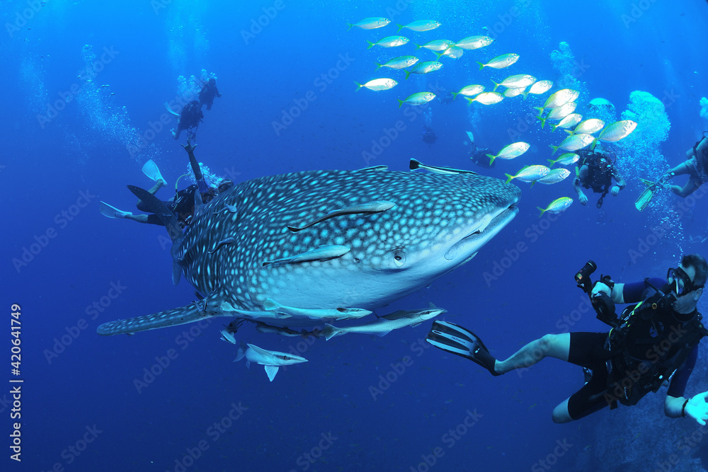 Fototapeta premium 悠々と泳ぐジンベイザメは世界最大の魚類