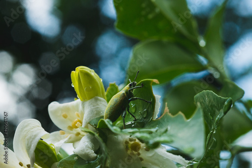 Murraya paniculata photo