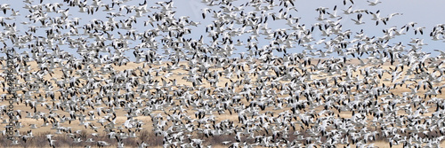 Freeze out lake Snow Geese