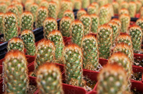 Small cactus plants