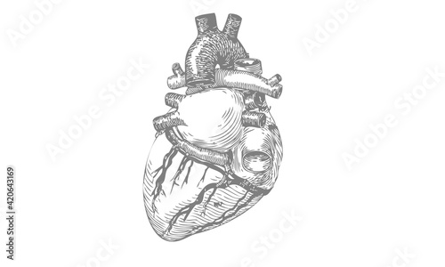 Ilustración de corazón en grabado