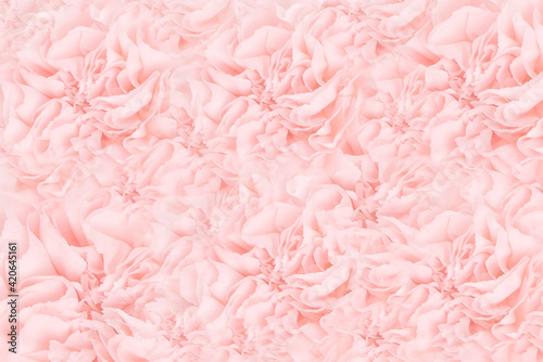 Close up. Pink carnation flowers. Soft pastel background