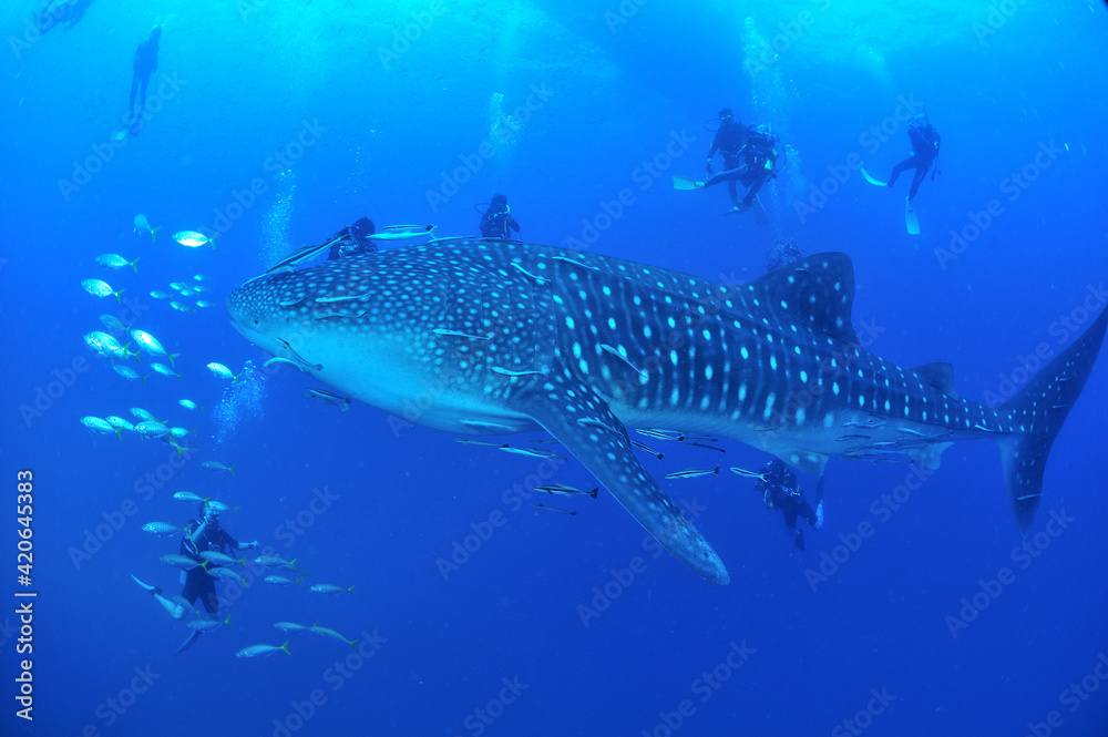 Fototapeta premium A whale shark that swims leisurely.