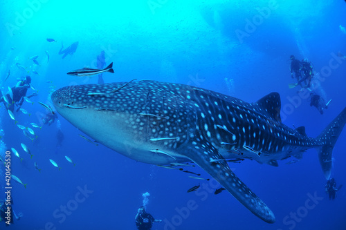 The largest fish on earth, the whale shark