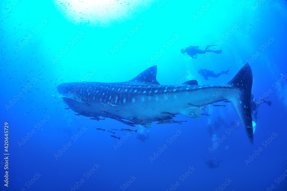 Obraz premium A whale shark that swims leisurely.