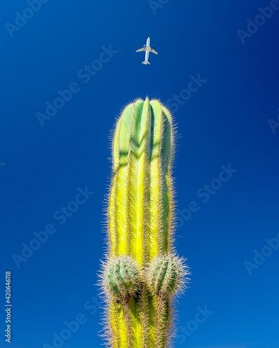 A cactus shaped like a male member and an airplane. photo