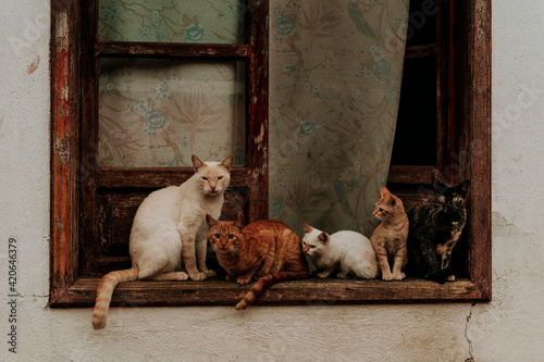 cats at the window