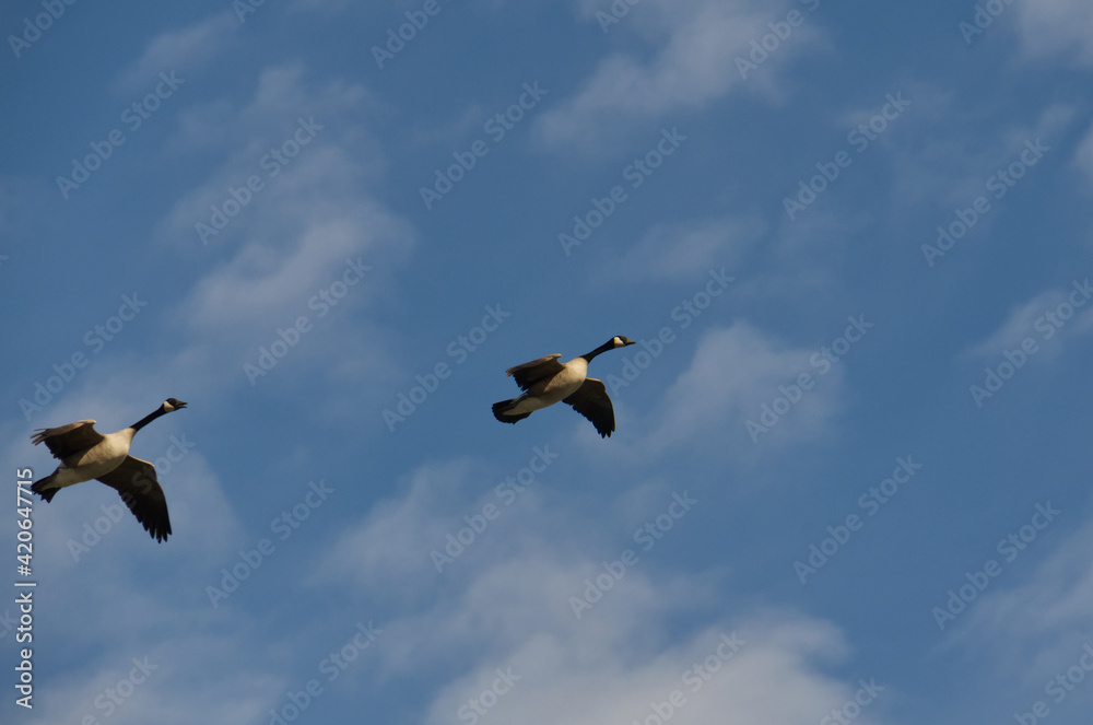 Obraz premium Canada Geese (Branta canadensis) in Flight