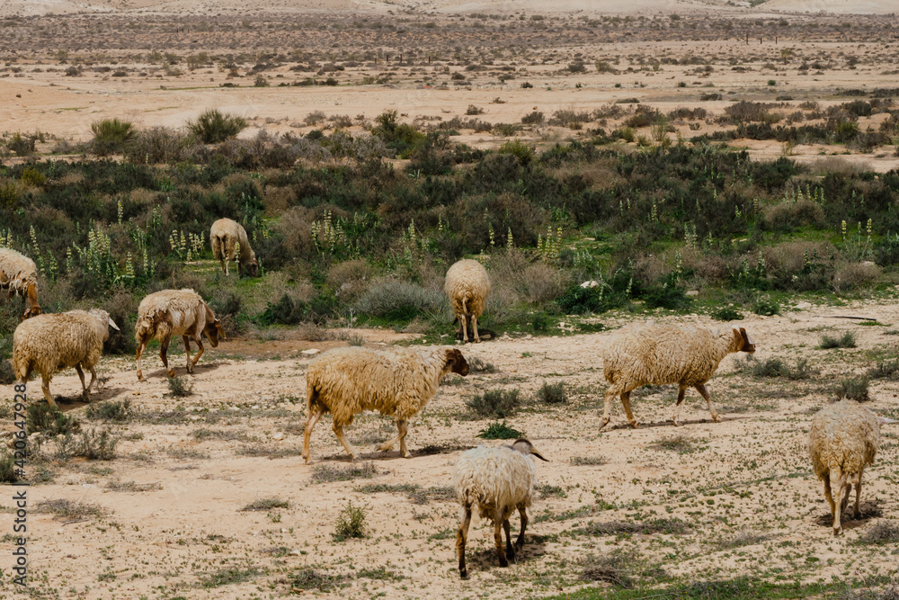 Sheep grazing on a plot in a remote area of the Negev Desert