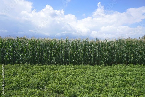 corn trees in the rice fields and blue sky