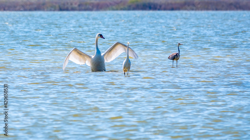 Graceful water birds, white Swan and white and grey herons swimming in the lake.