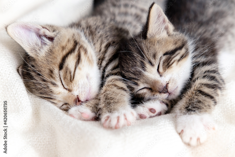 Two small striped domestic kittens sleeping at home lying on bed white blanket funny pose. cute adorable pets cats.
