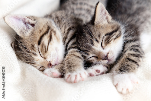 Two small striped domestic kittens sleeping at home lying on bed white blanket funny pose. cute adorable pets cats.
