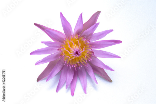 Purple lotus flower on white background.