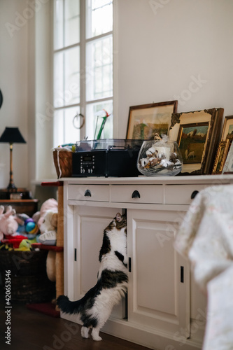 Cat exploring cabinet's content photo