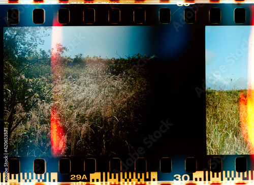 Abstract film scan of grass in Maui, Hawaii photo