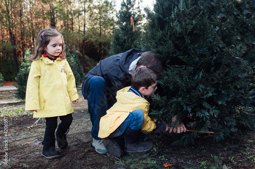 Cutting down a Christmas tree.