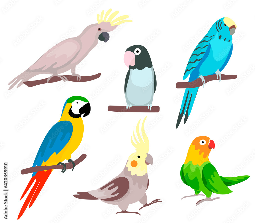 Obraz premium set of tropical parrots. vector illustration in cartoon style