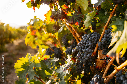 Grape Harvest