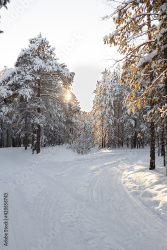 Beautiful sunny winter forest with snowy road