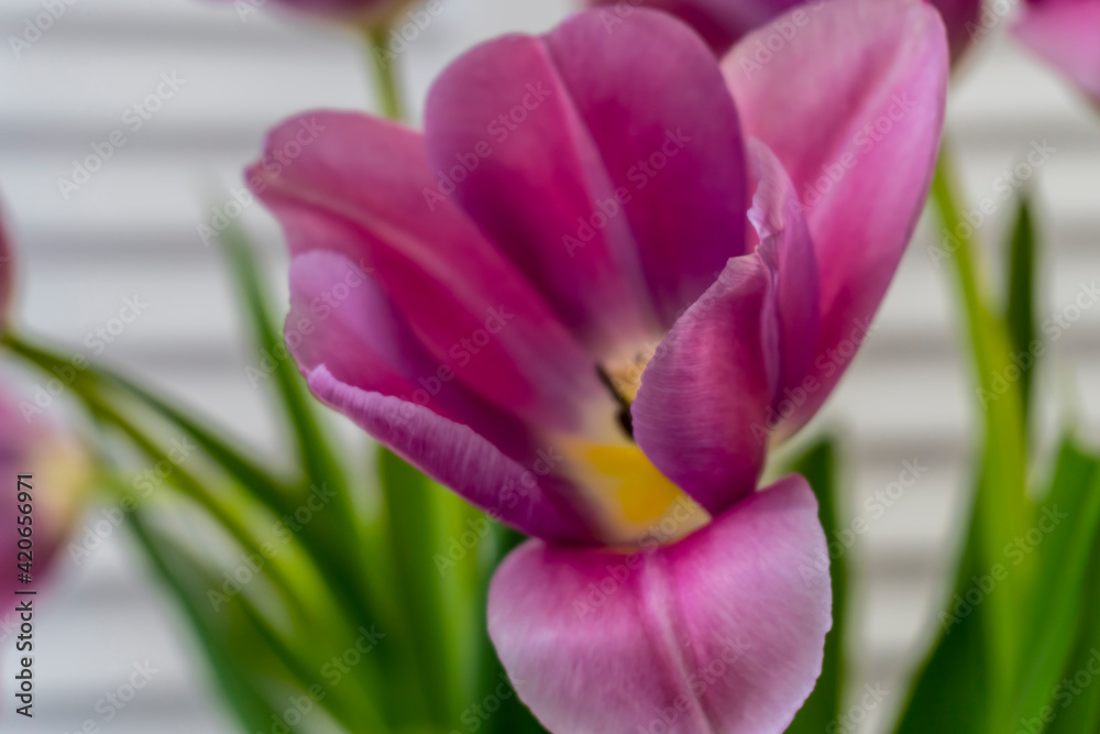 Naklejka premium Bouquet of spring flowers - pink tulips