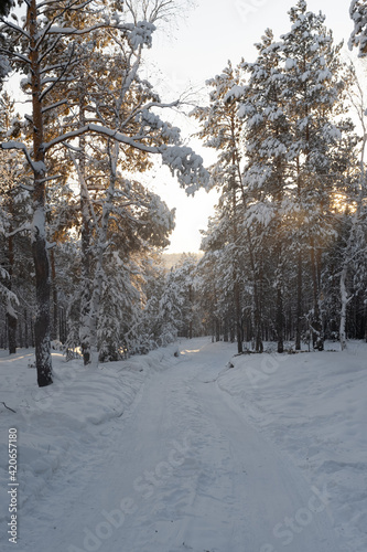 Beautiful sunny winter forest with snowy road