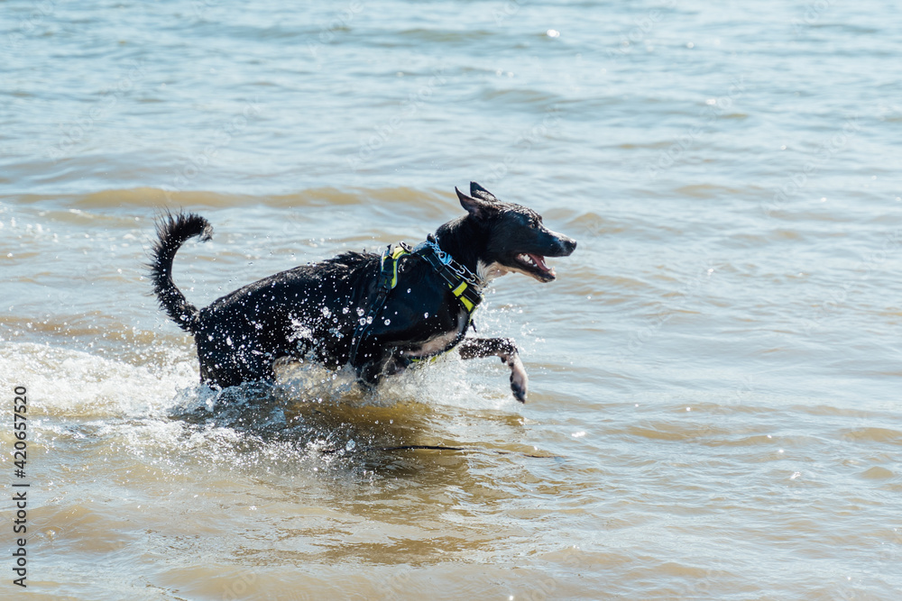 Black dog playing in lake water Black dog playing in lake water